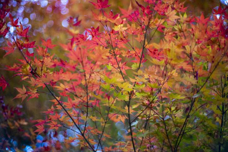 さぬき市多和の紅葉8