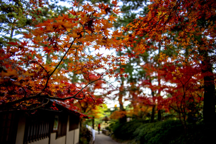 日暮亭前の紅葉3