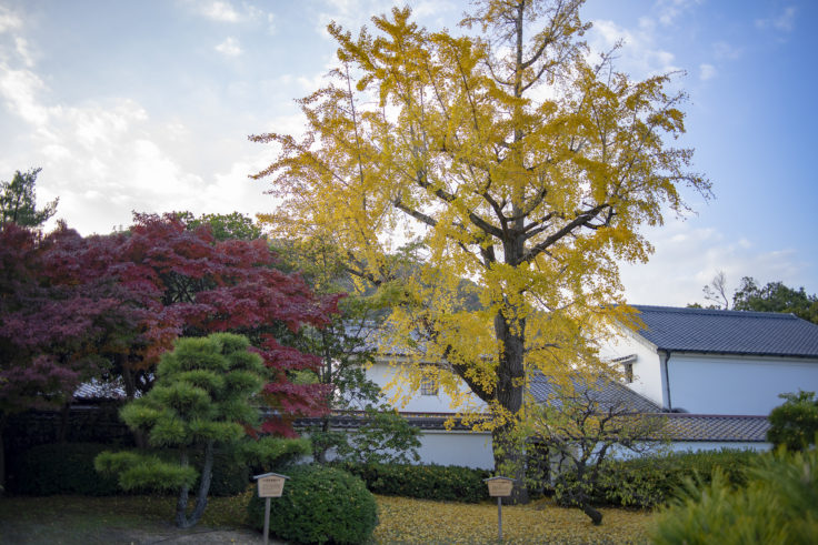 栗林公園のイチョウと楓の標本木