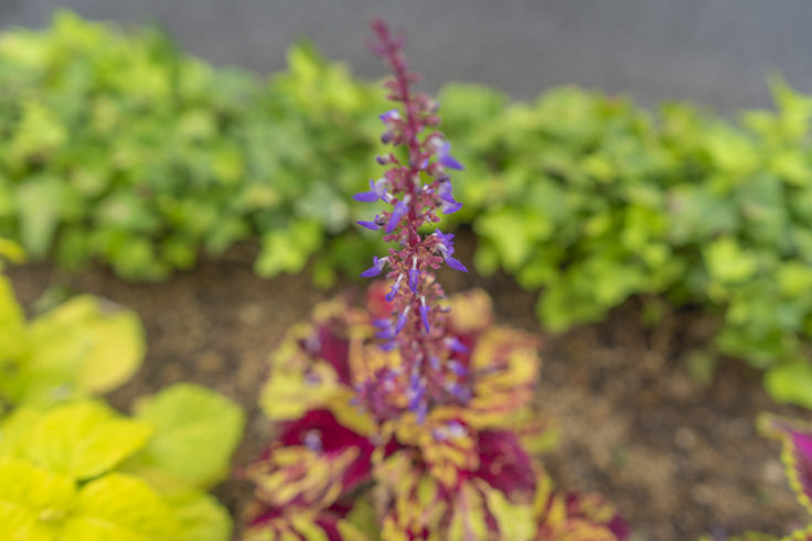 コリウスの花