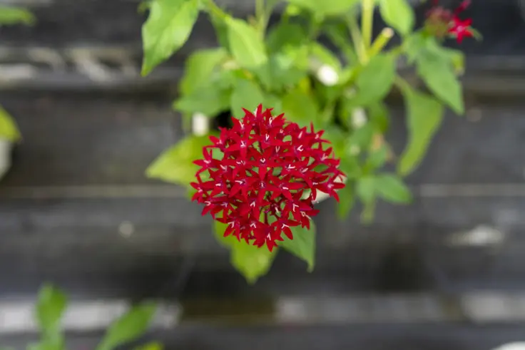 ペンタスの花言葉と誕生花 旅カメラ