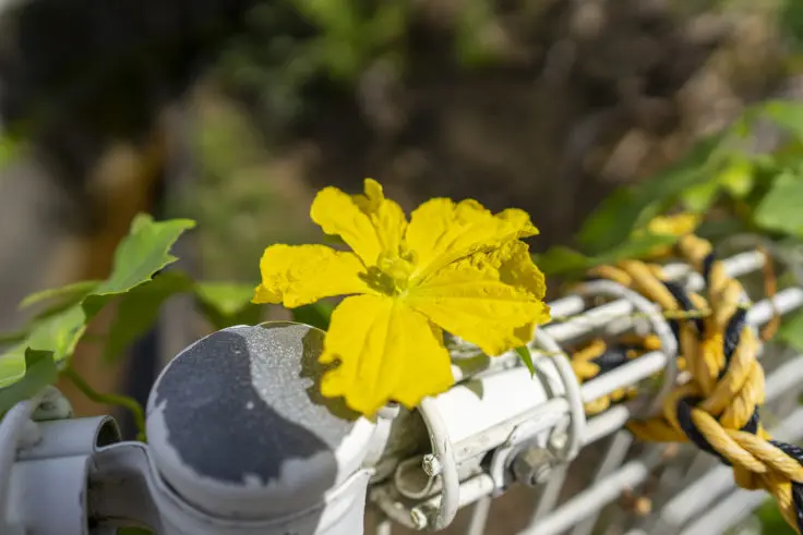 ヘチマの花言葉と誕生花 旅カメラ