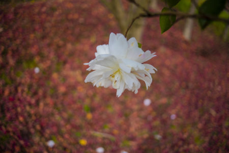 ぼうけんパークの山茶花4