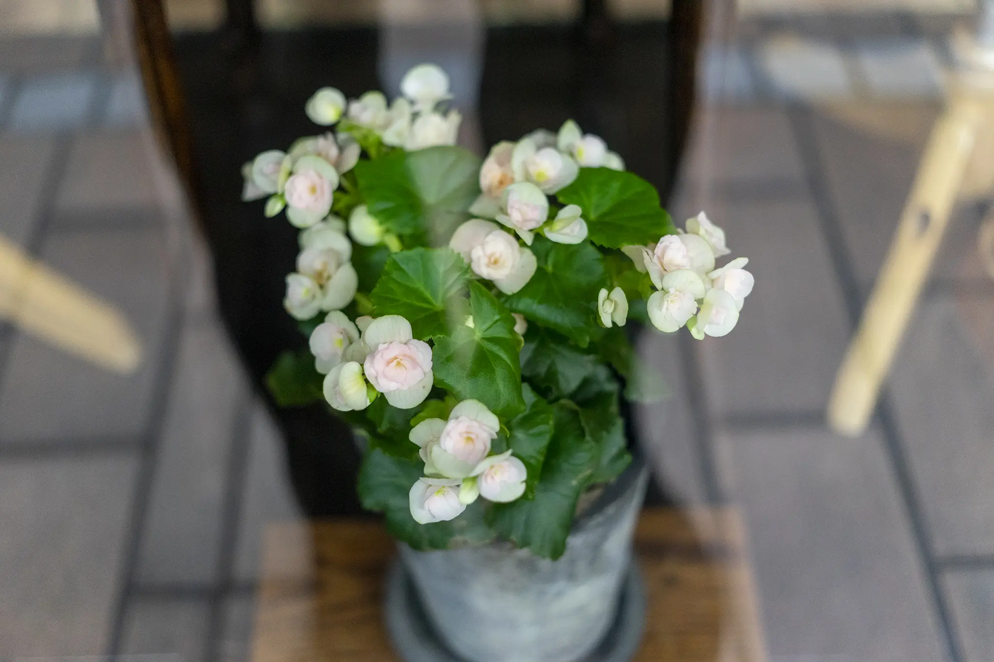 ベゴニアの花言葉と誕生花 旅カメラ