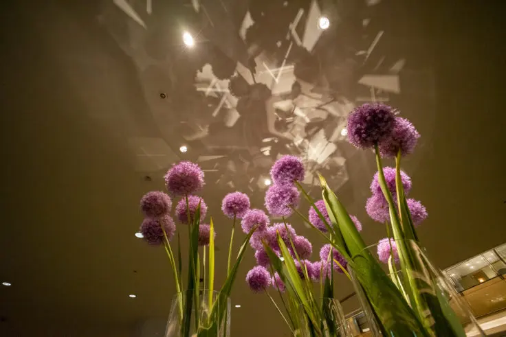 アリウムの花言葉 旅カメラ