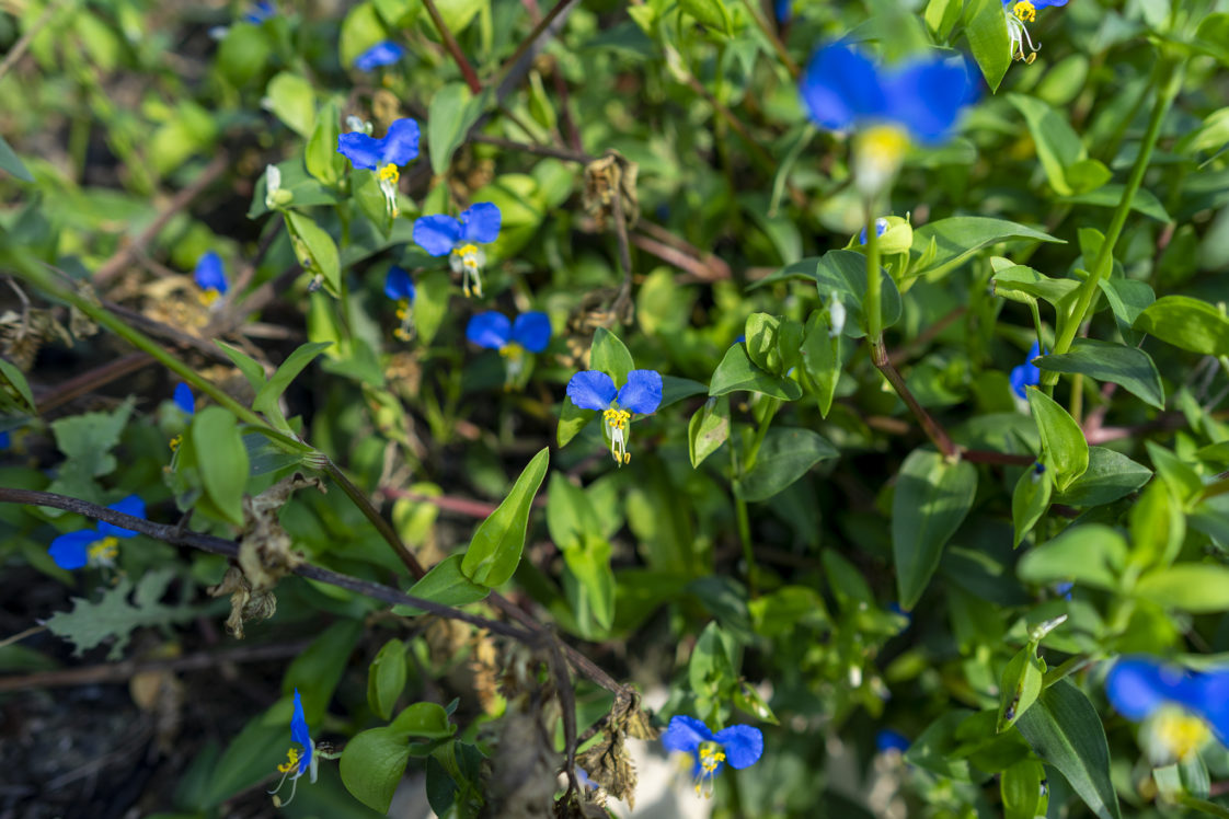 ツユクサの花言葉と誕生花 旅カメラ