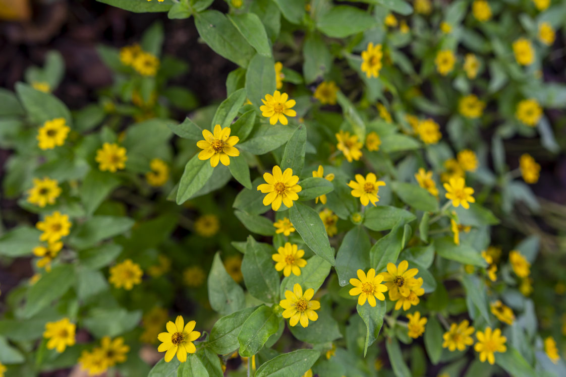 メランポジウムの花言葉と誕生花 旅カメラ