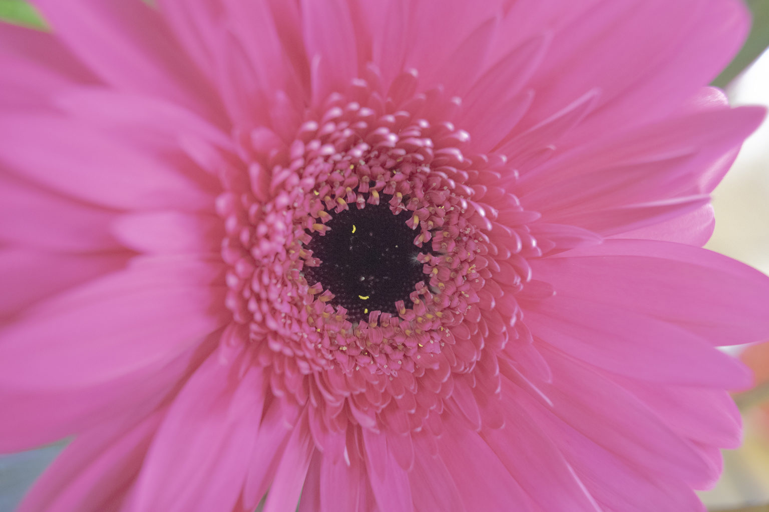 10月の誕生花 旅カメラ