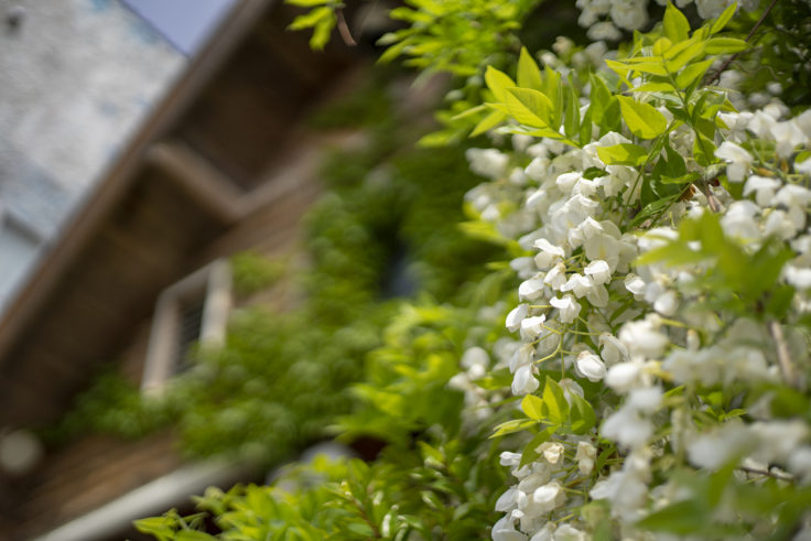 三本松駅の白い藤の花