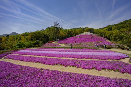 芝桜富士