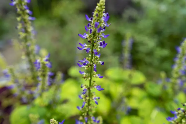 コリウスの花言葉と誕生花 旅カメラ