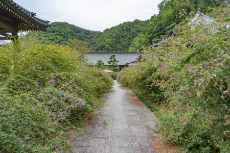 西明寺のハギ