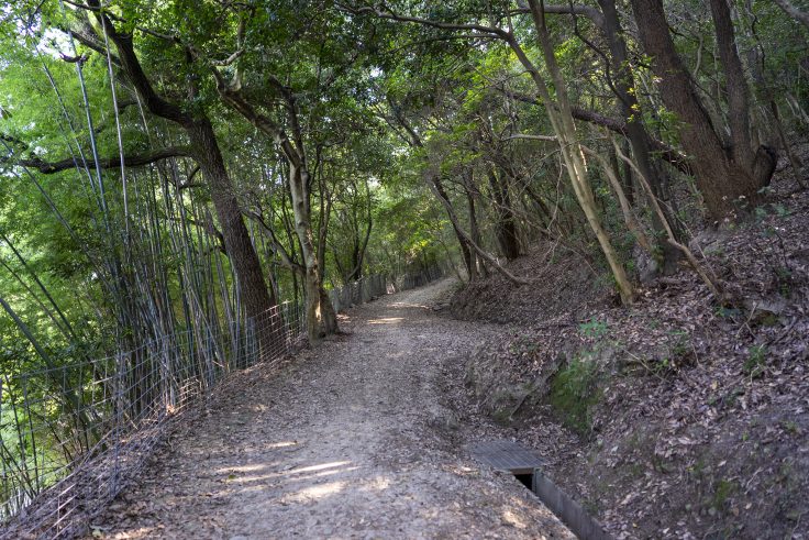 紫雲山登山道2