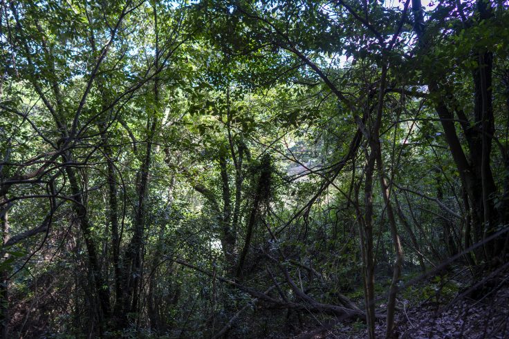 紫雲山登山道3