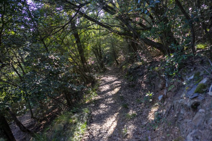 紫雲山登山道8