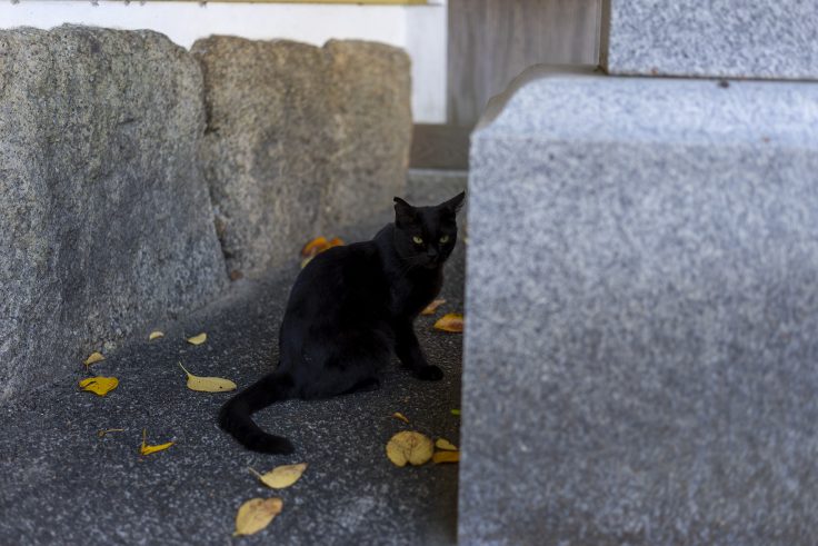 真行寺にいた猫