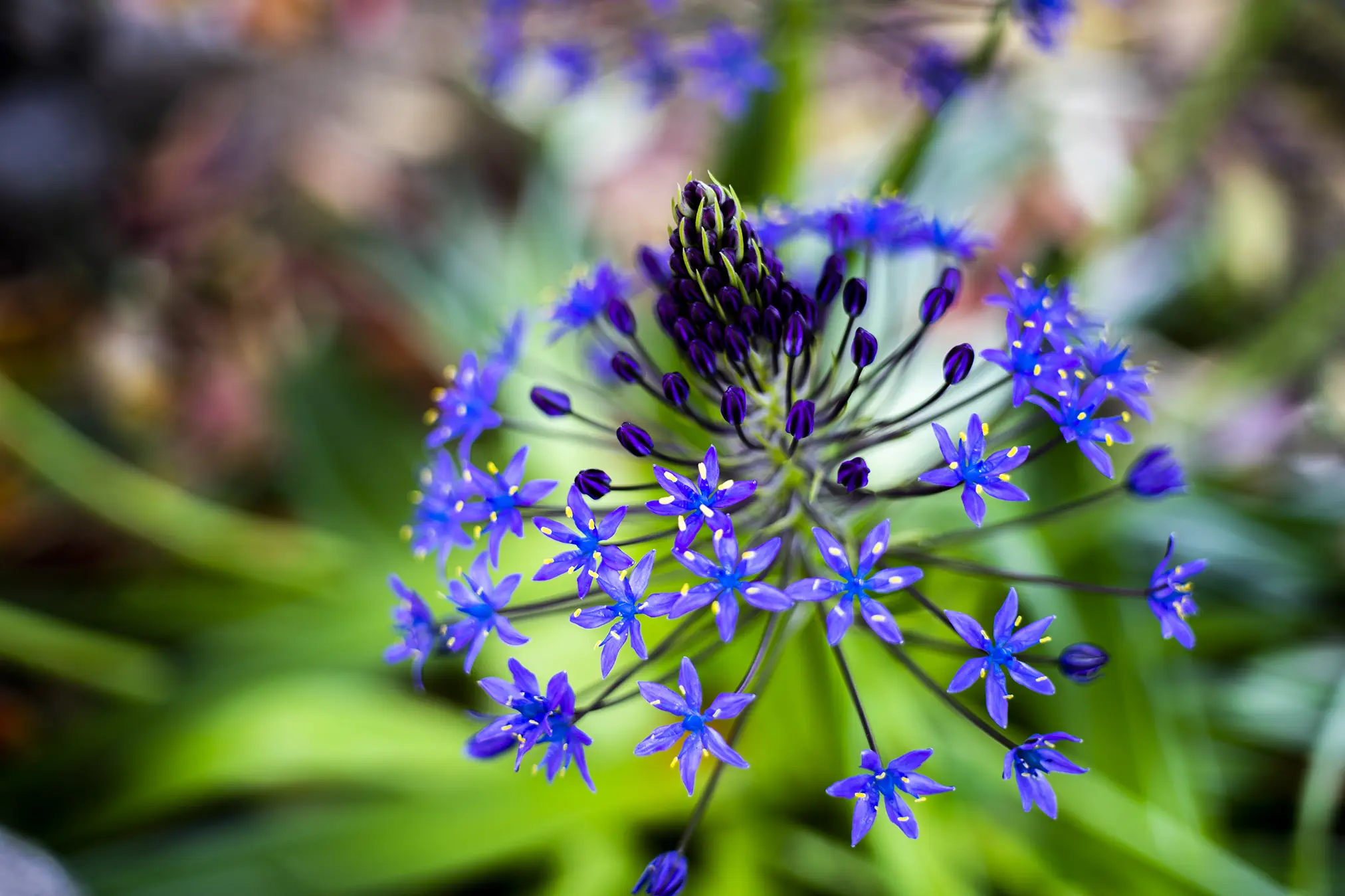 オオツルボ シラー ぺルビアナ の花言葉と誕生花 旅カメラ