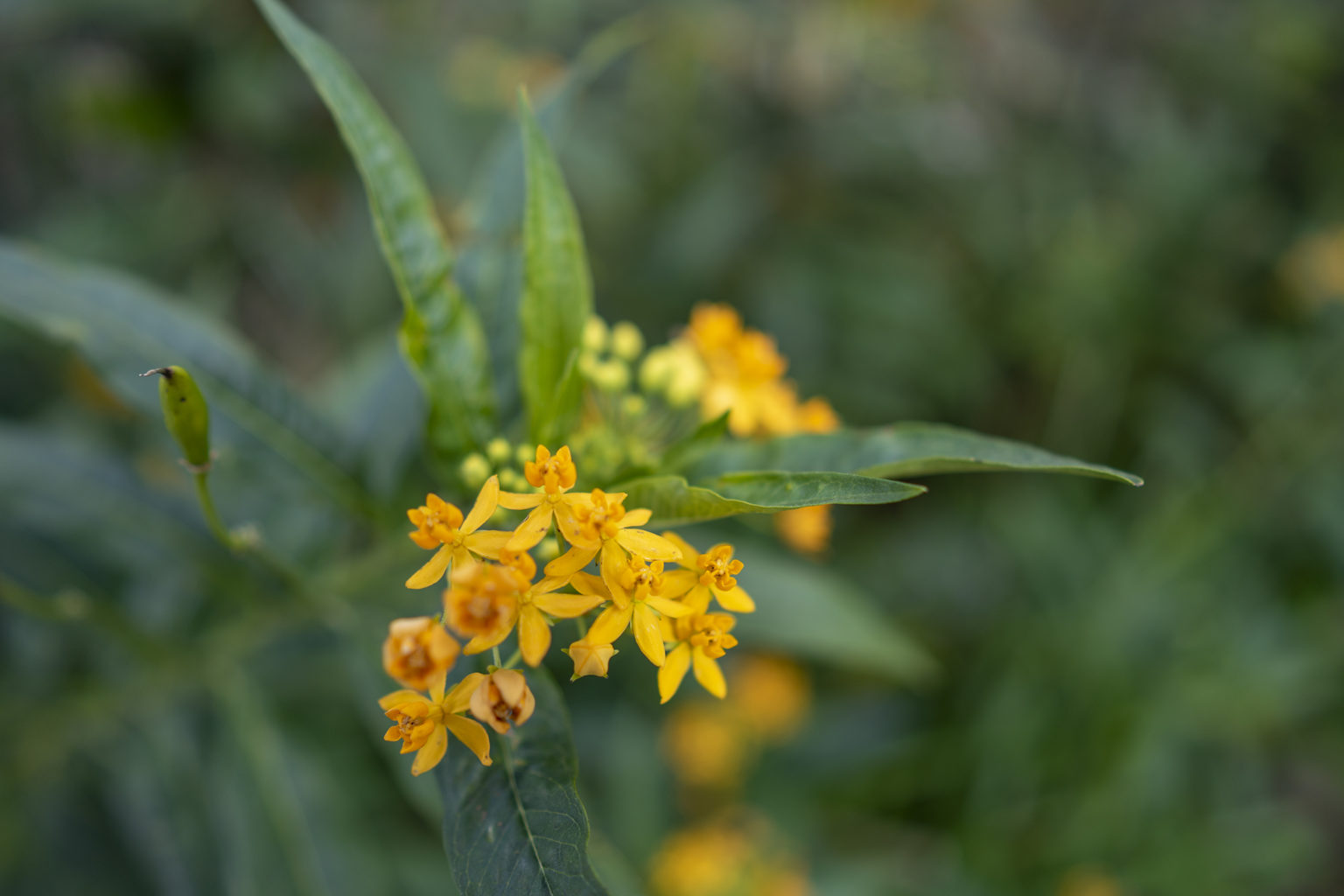 アスクレピアス トウワタ の花言葉と誕生花 旅カメラ アスクレピアス トウワタ の花言葉と誕生花 旅カメラ
