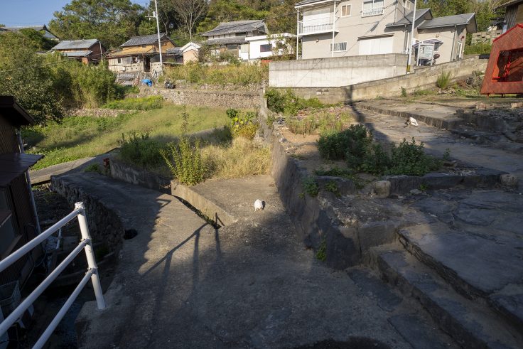 伊吹島の猫