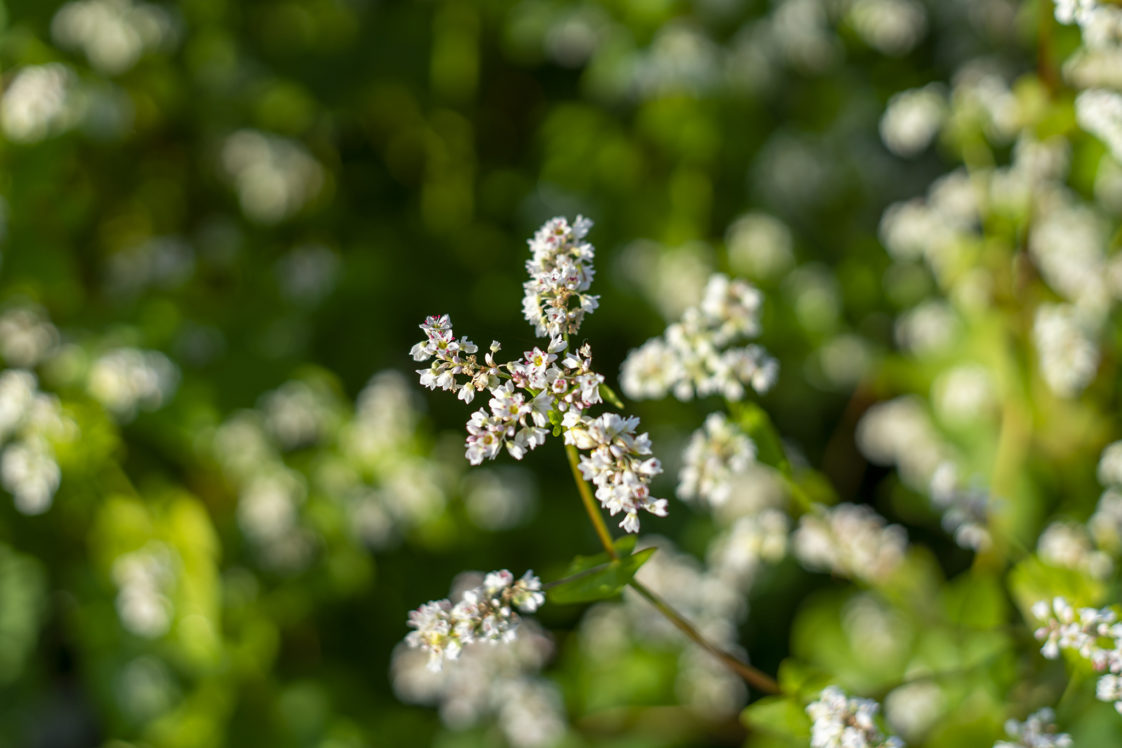 ソバの花言葉と誕生花 旅カメラ