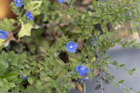 1日1花 旅カメラ