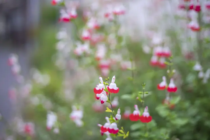 チェリーセージ サルビア ミクロフィア の花言葉と誕生花 旅カメラ