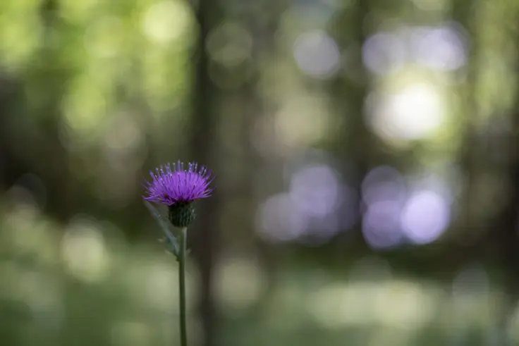 アザミの花言葉 旅カメラ