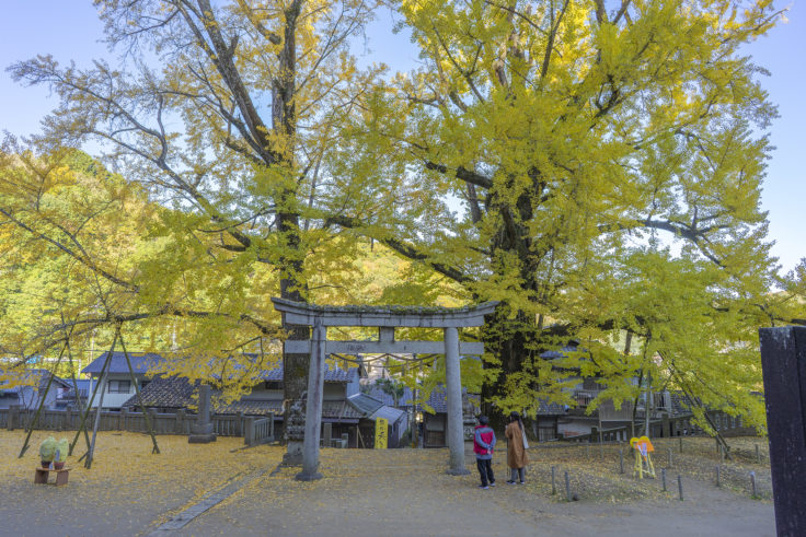 岩部八幡神社のイチョウ黄葉
