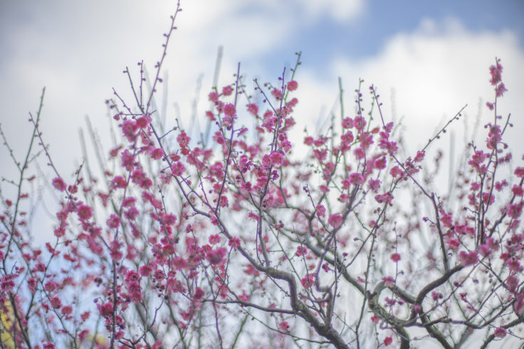 栗林公園北梅林のピンクの梅