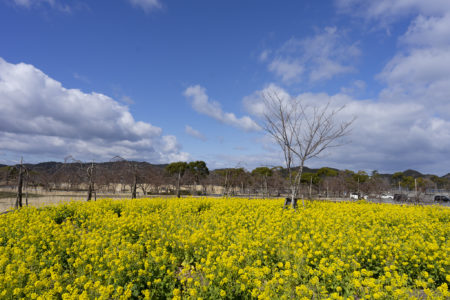 ウチノ海総合公園の菜の花