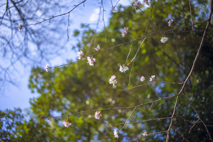 下鴨神社の2月の桜