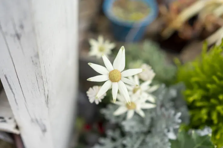 フランネルフラワーの花言葉と誕生花 旅カメラ