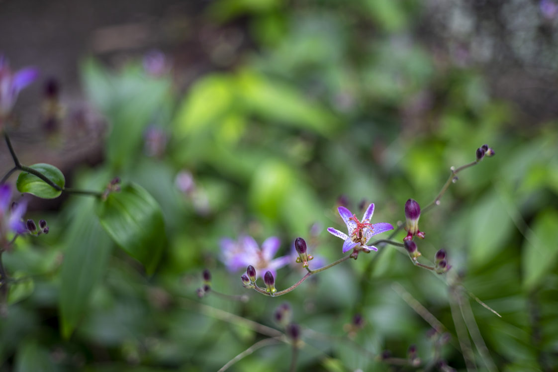 ホトトギスの花言葉と誕生花 旅カメラ