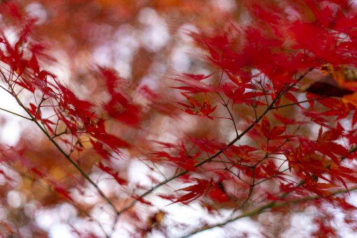 公渕森林公園の紅葉2