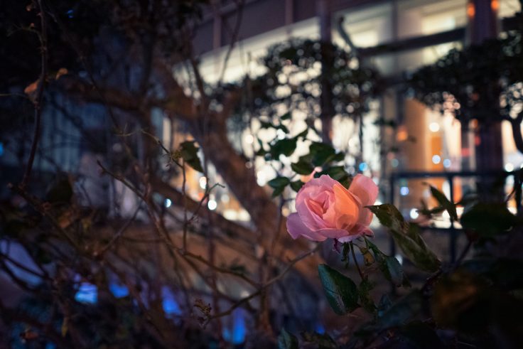 サンポート高松夜のバラ