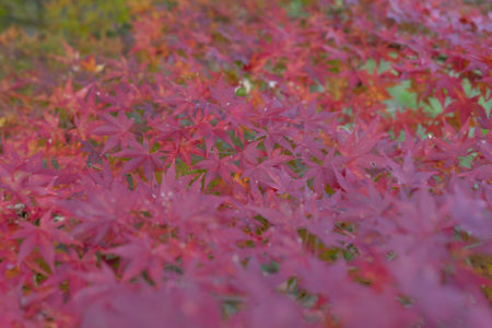 公渕森林公園の紅葉3