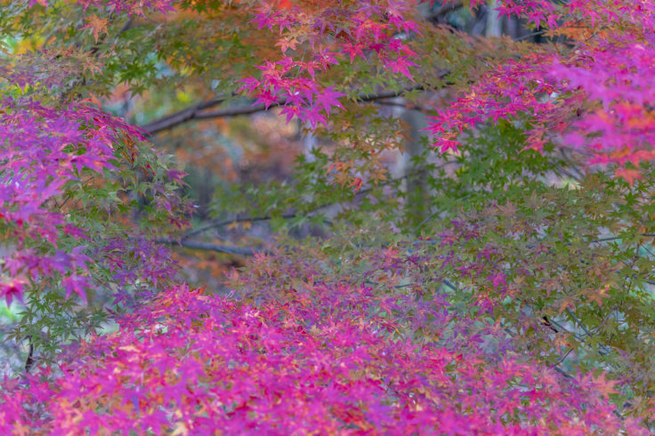 公渕森林公園の紅葉4