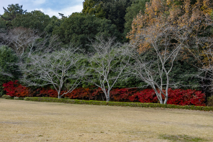 公渕森林公園のドウダンツツジ紅葉