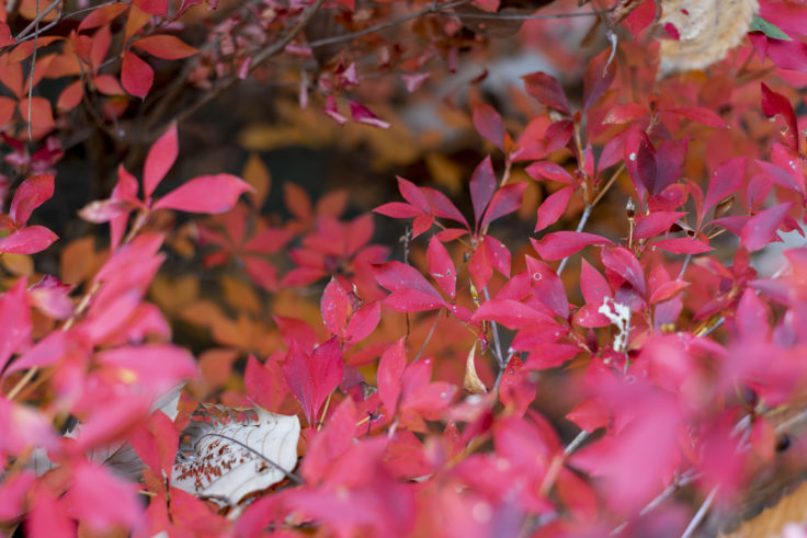 公渕森林公園のドウダンツツジ紅葉3