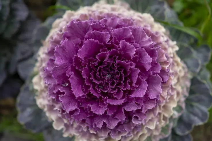 ハボタンの花言葉と誕生花 旅カメラ ハボタンの花言葉と誕生花 旅カメラ
