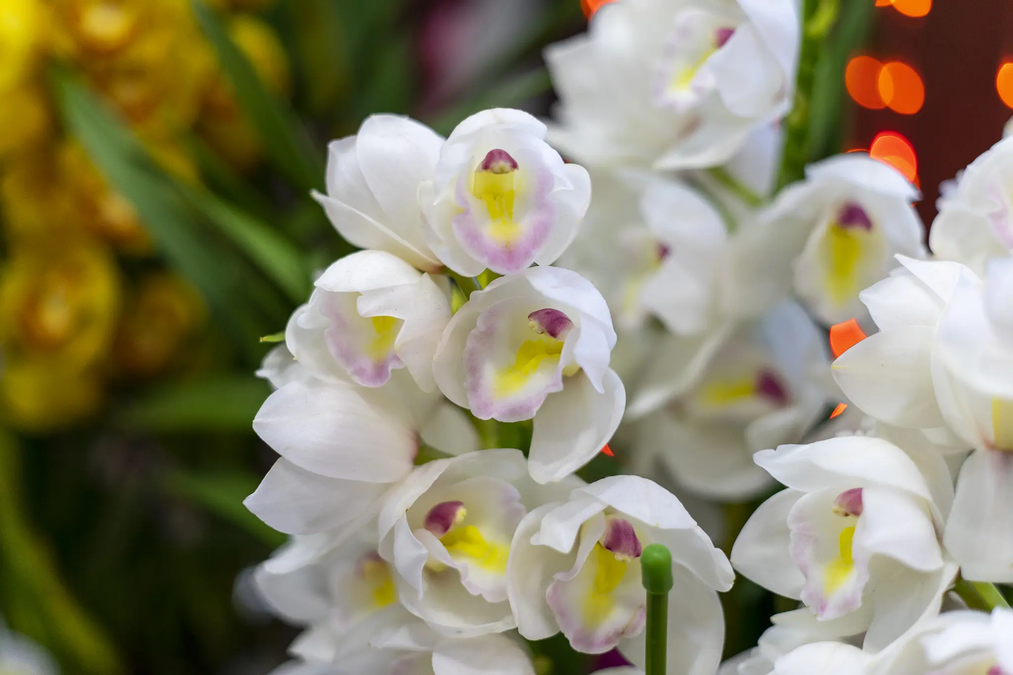 シンビジウムの花言葉と誕生花 旅カメラ シンビジウムの花言葉と誕生花 旅カメラ