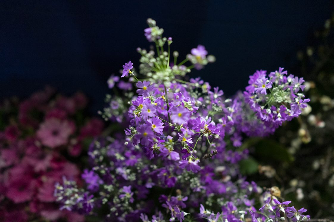 セイヨウサクラソウ プリムラ とニホンサクラソウについて 旅カメラ
