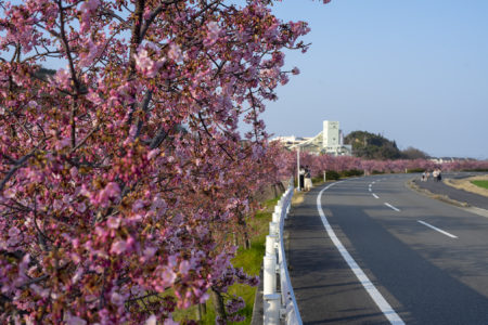 白鳥町河津桜