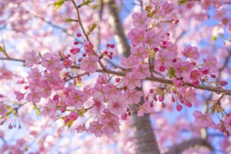 白鳥町河津桜のツボミ2