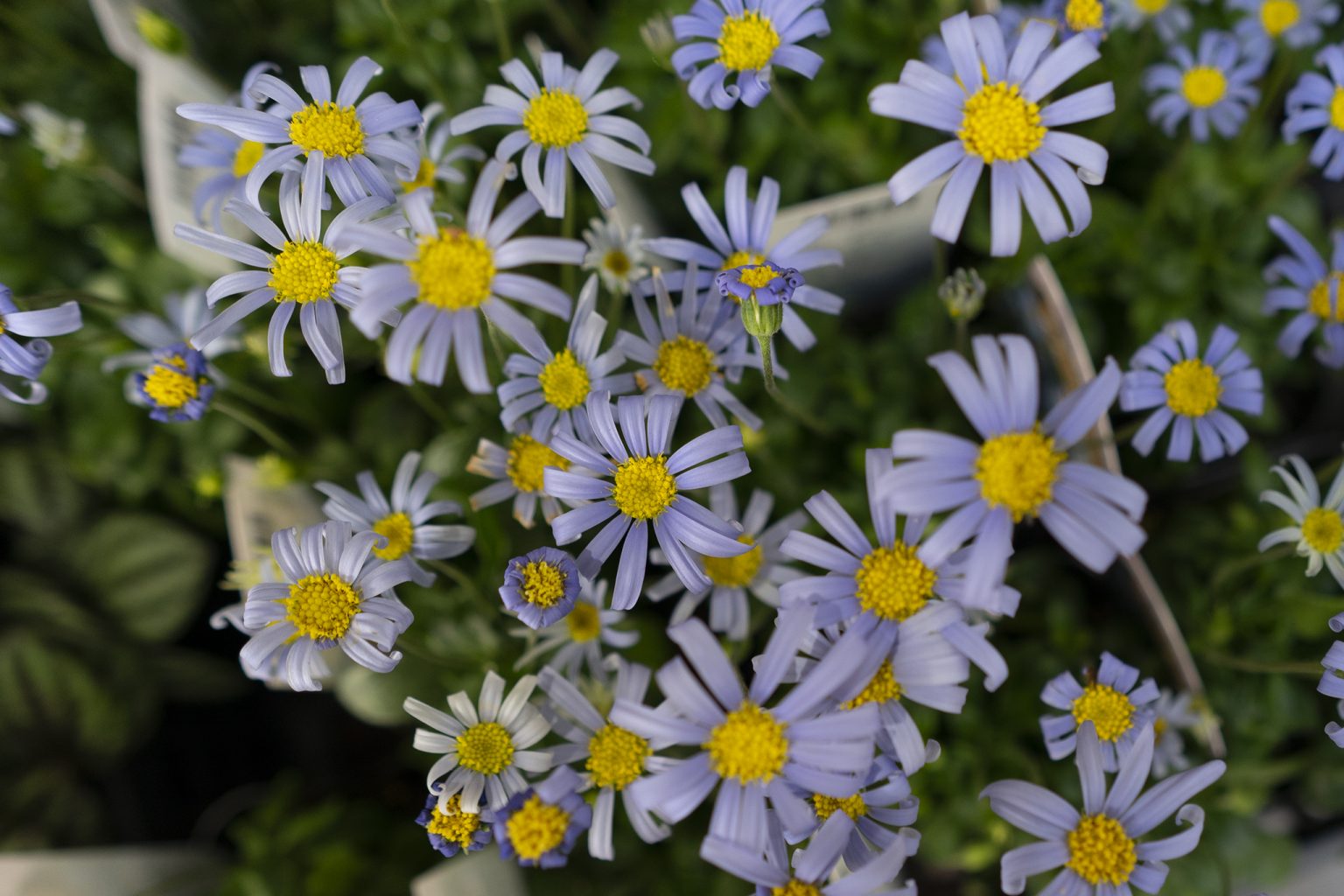 ブルーデージーの花言葉と誕生花 旅カメラ