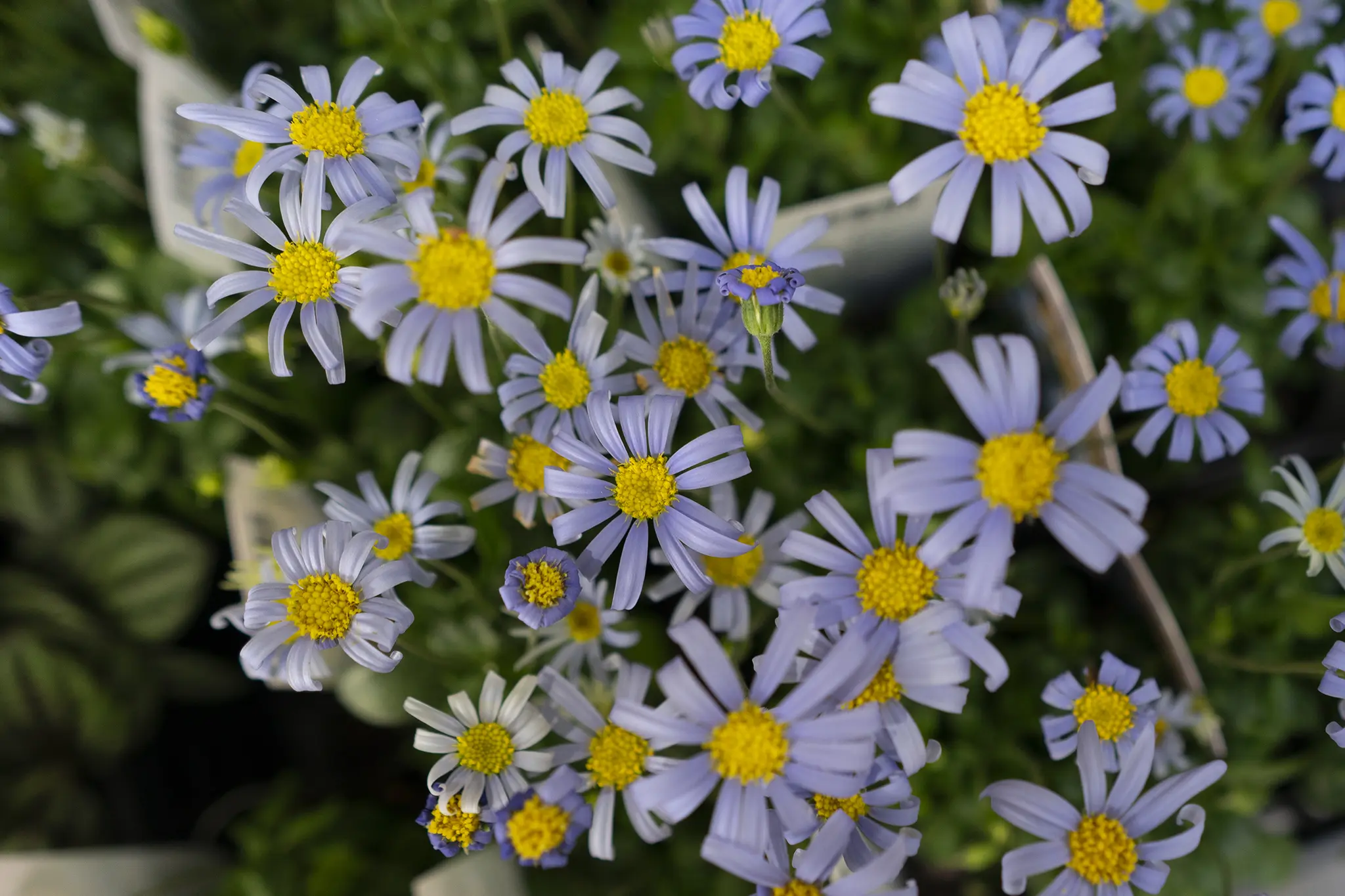 ブルーデージーの花言葉と誕生花 旅カメラ
