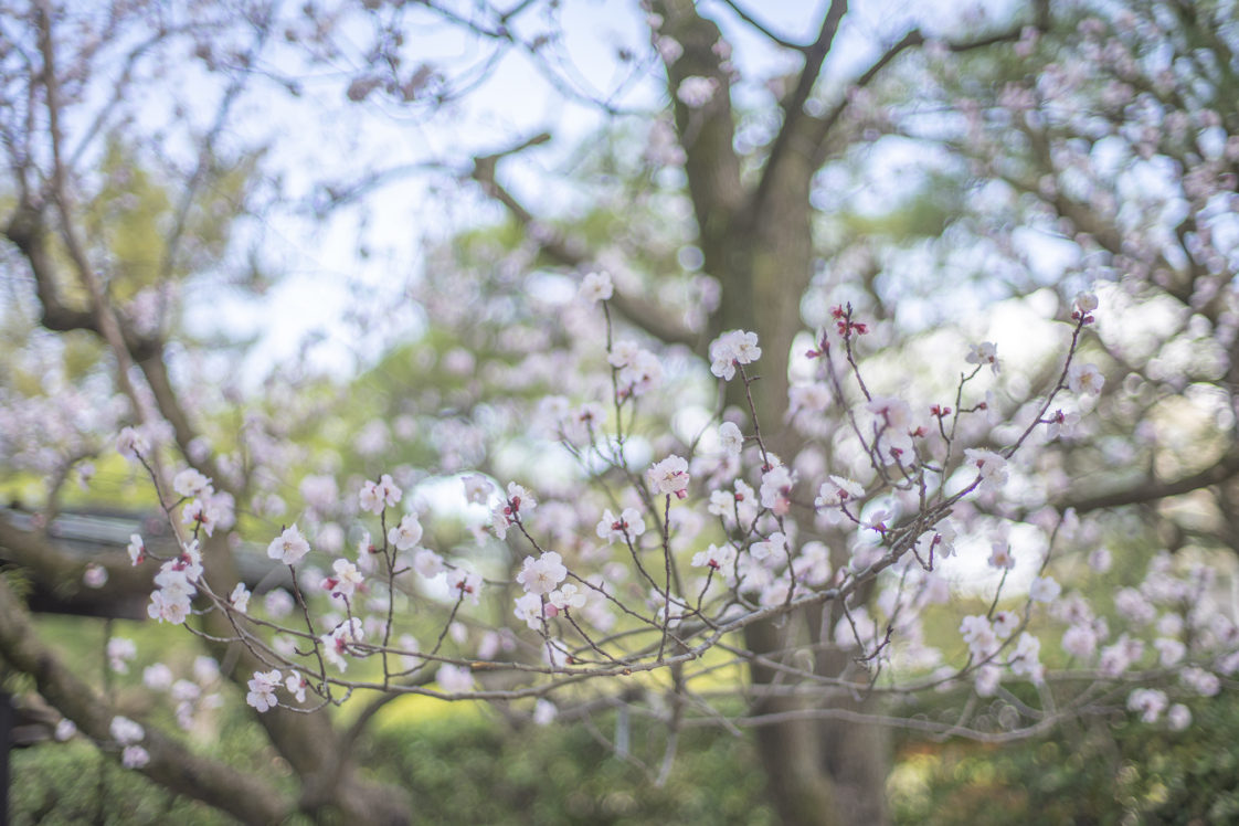 アンズの花言葉と誕生花 旅カメラ