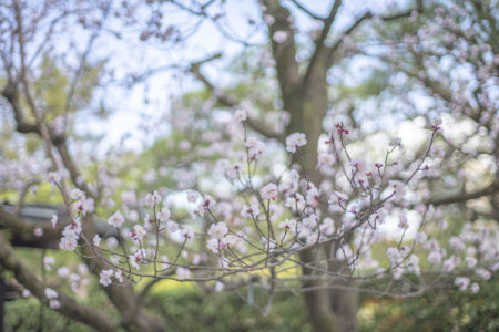 栗林公園のアンズ
