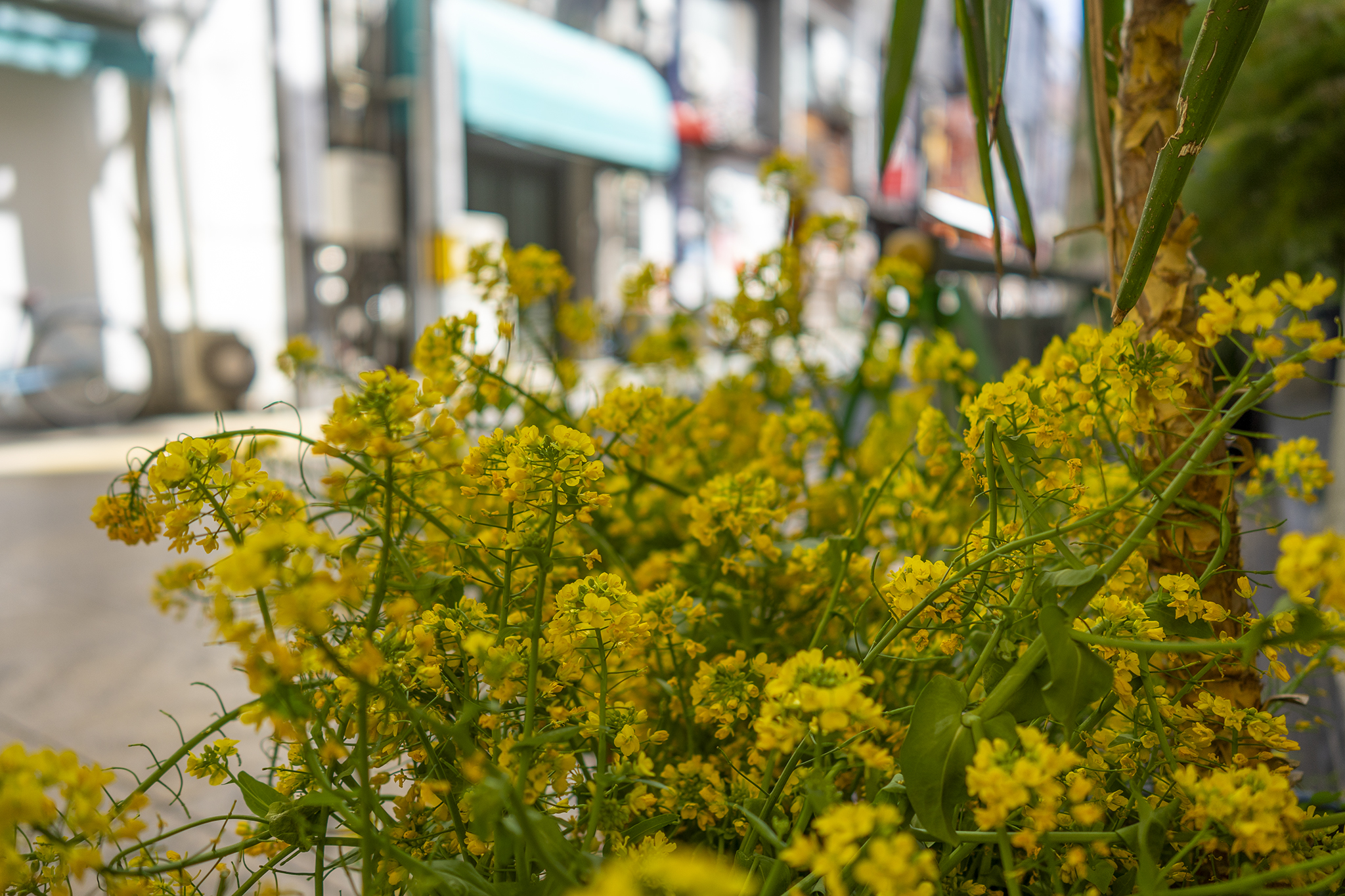 ナノハナの花言葉と誕生花 旅カメラ