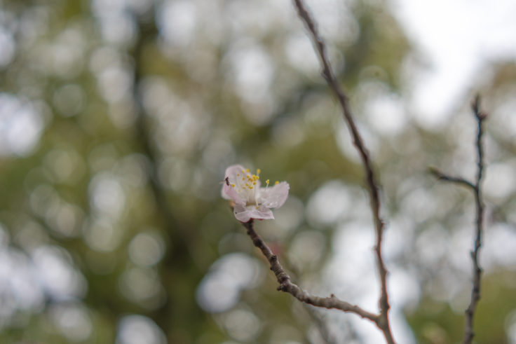 栗林公園のアンズの花にとまる虫